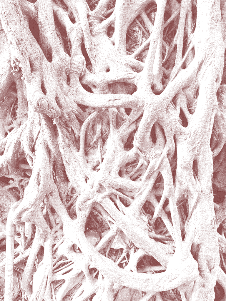 3D and Image Analysis Working Group